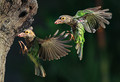 Lineated Barbet 