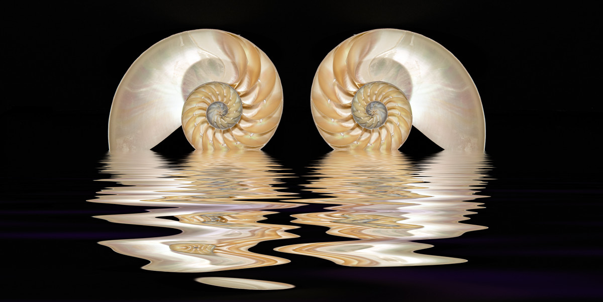 Reflection X2