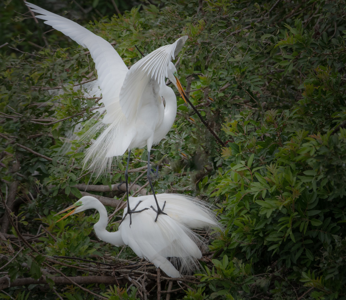 Two Great White Egrets gone wild!