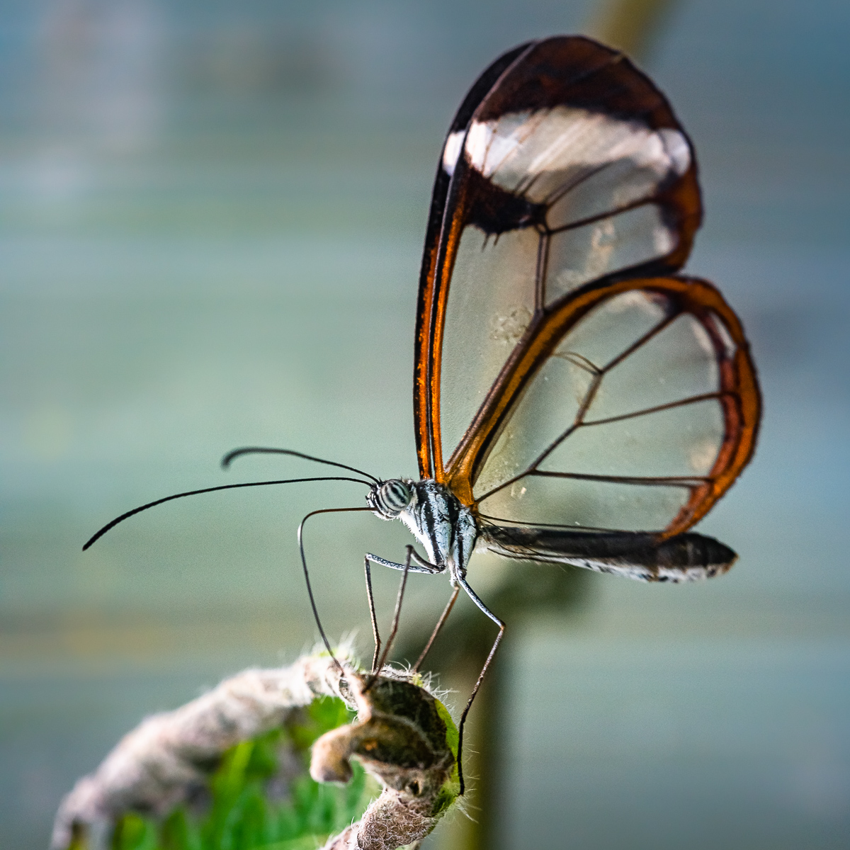 Glasswing Butterfly