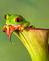 Red Eyed Tree Frog
