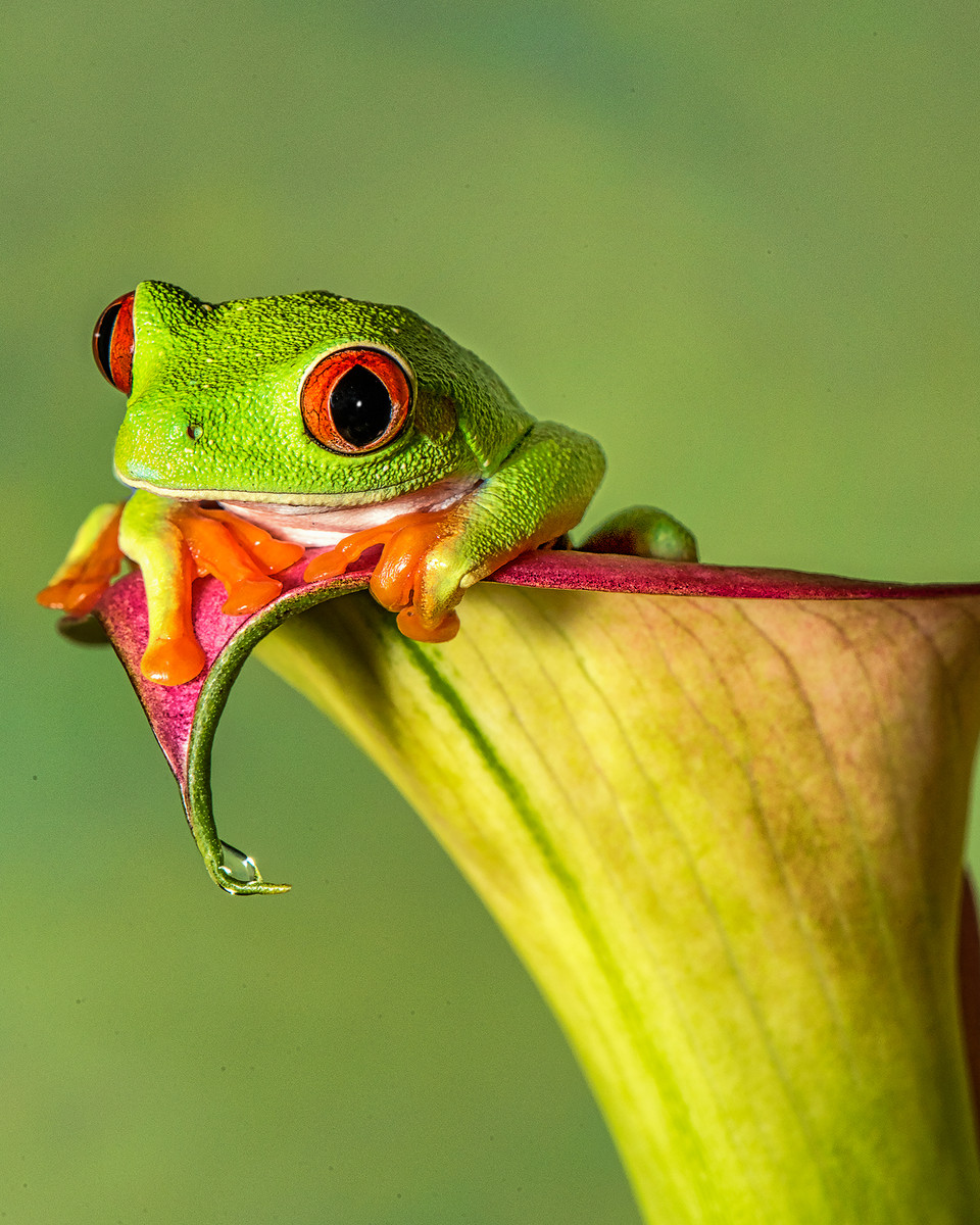 Red Eyed Tree Frog