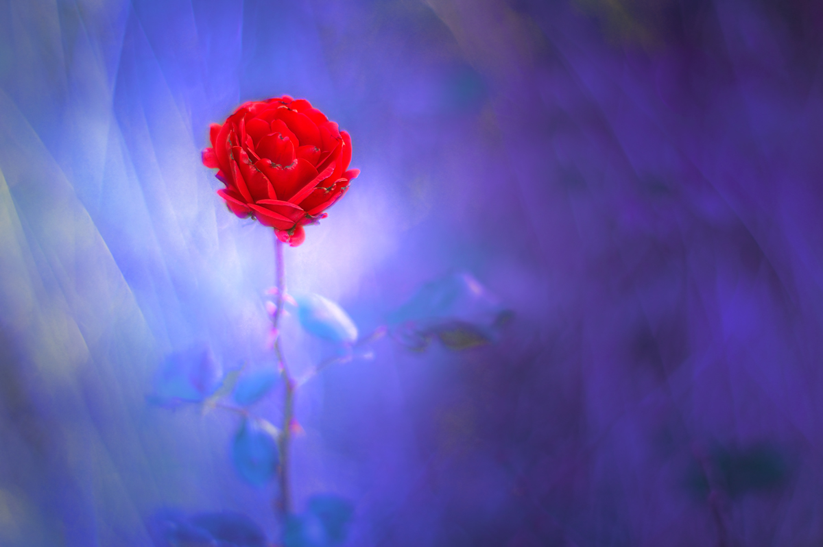 Never Crave A Rose