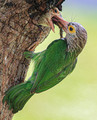 Barbet feeding