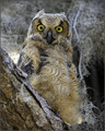 Whoo You Looking At