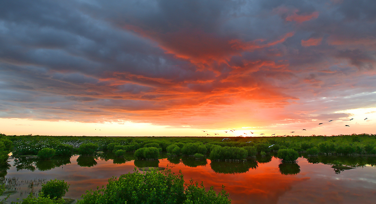 The Majesty of the Everglades