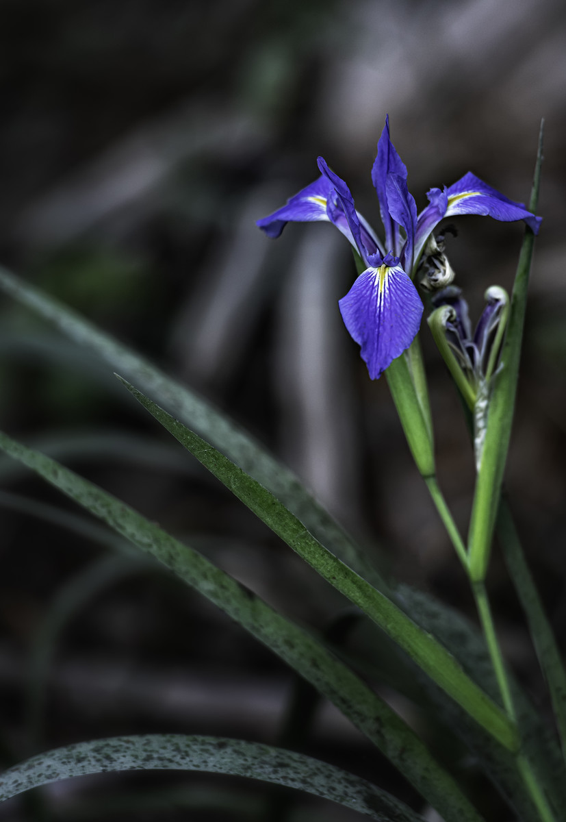 Wild Iris