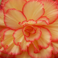 Begonia