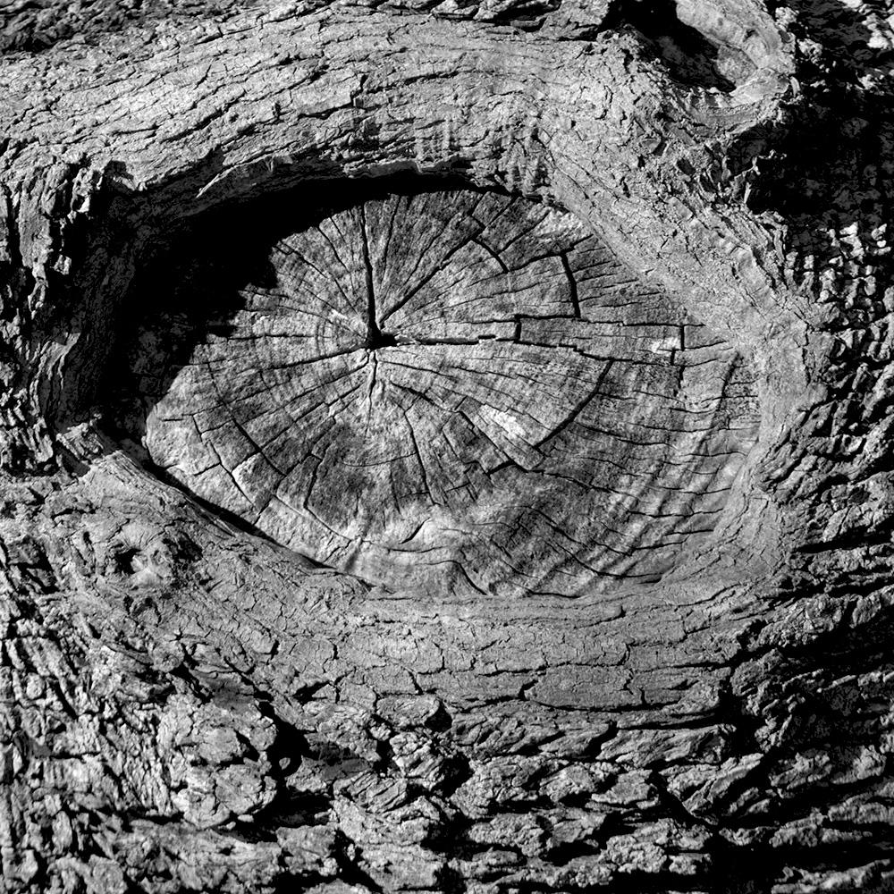 an Ent eye