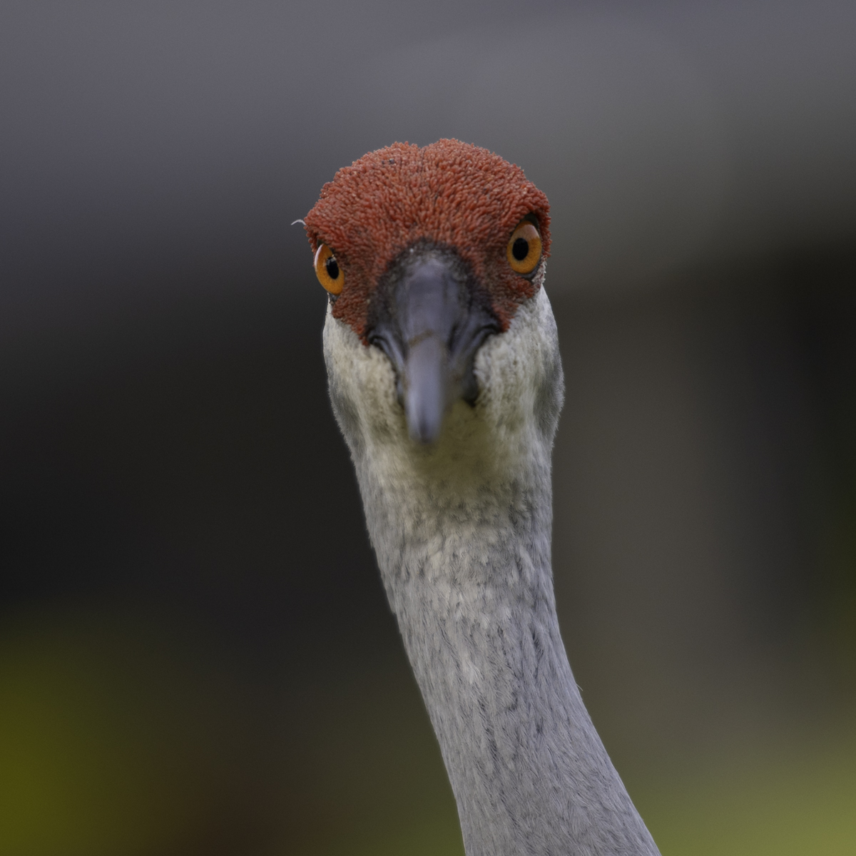 You Lookin' At Me?