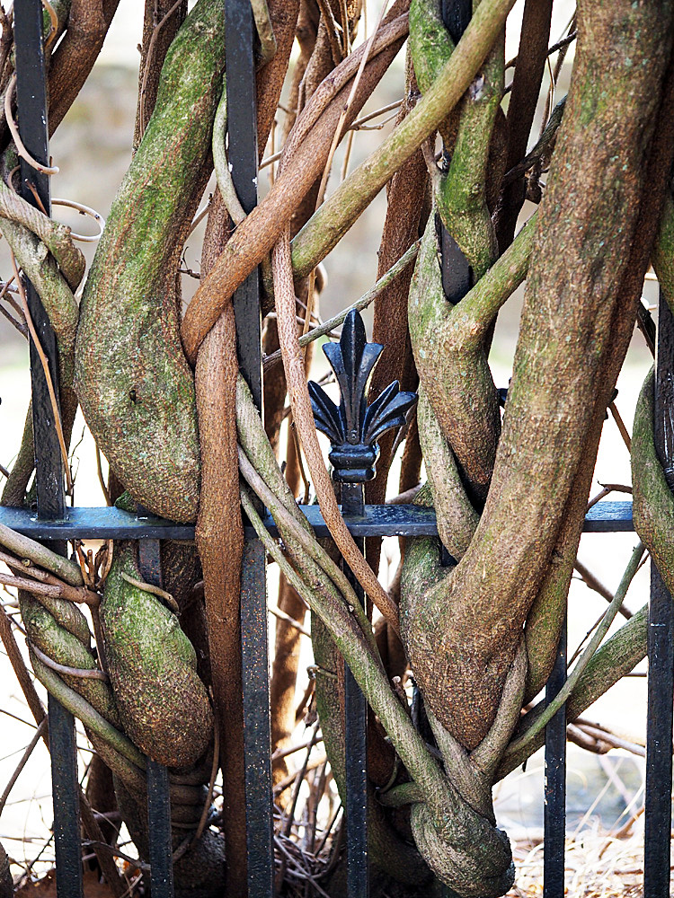 Tree on gate