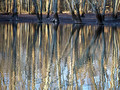 Swamp Land
