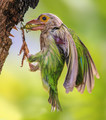 Barbet Feed