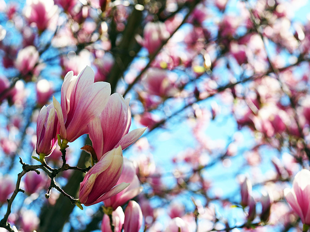 Tree Blossoming