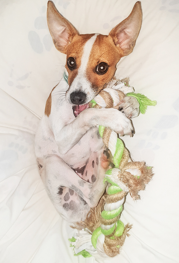 i do stuff on my computer - while he distracts me doing cute things on his beanbag!!