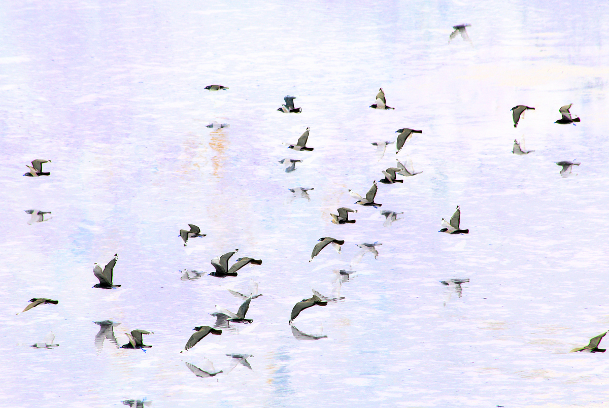 watching all the gulls go by