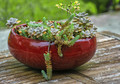 succulents in a topic appropriate planter