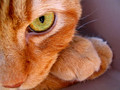 Cattitude