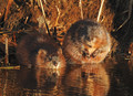Muskrat love
