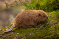 Baby Beaver!