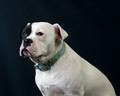 Judy (American Bulldog)