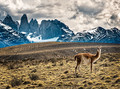 Guanaco, Torres del Paine, Patagonia