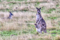 Wild kangaroos