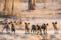 Painted Wolf Pups