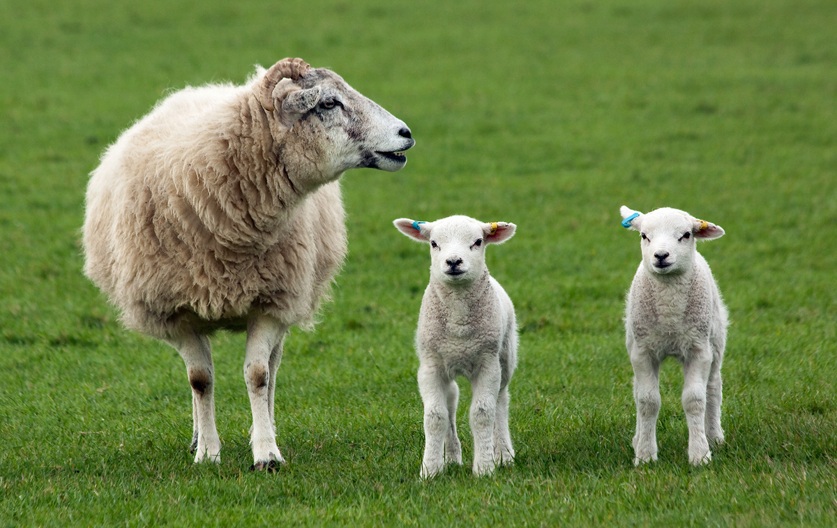 Sheep