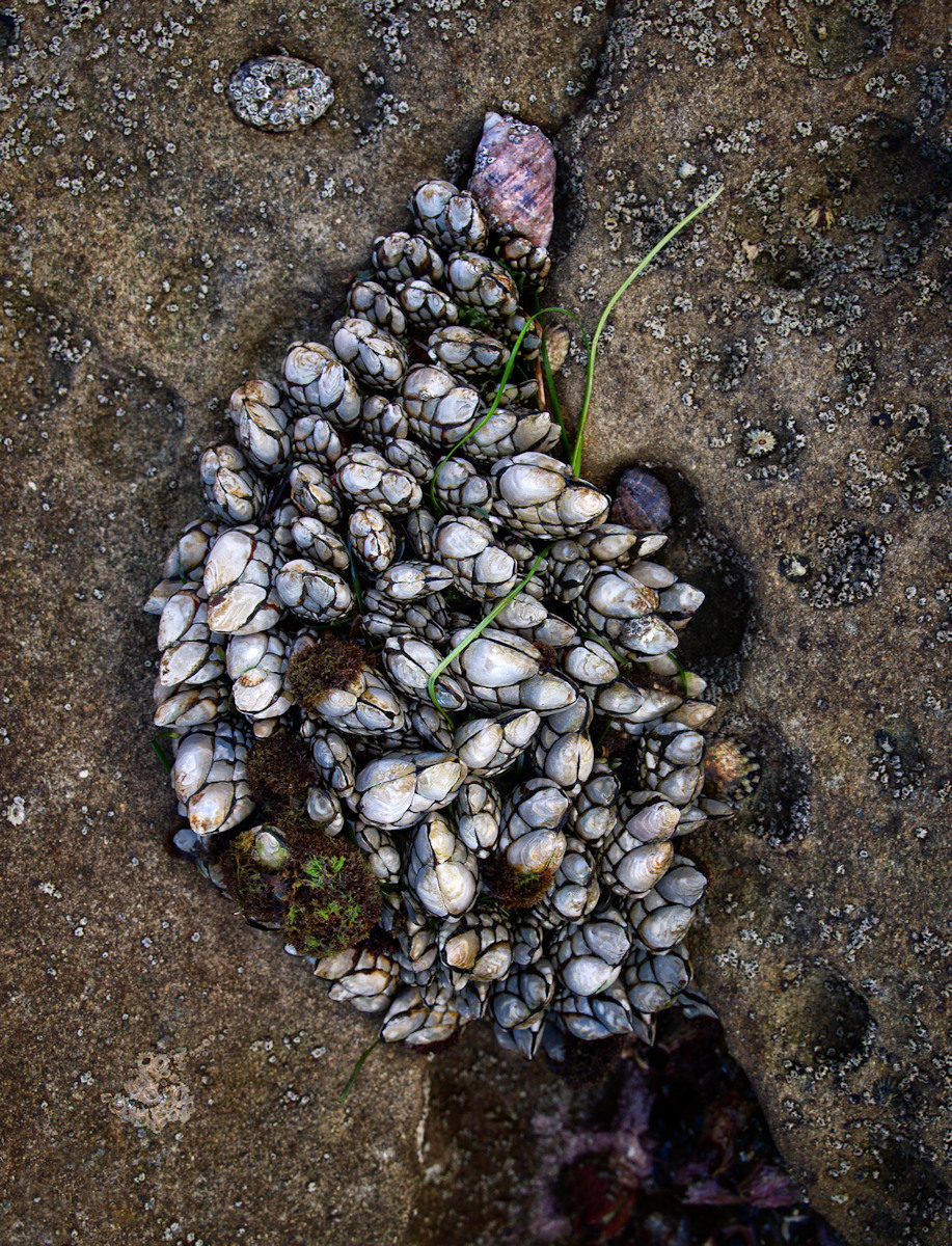 Barnacle Bob and Friends