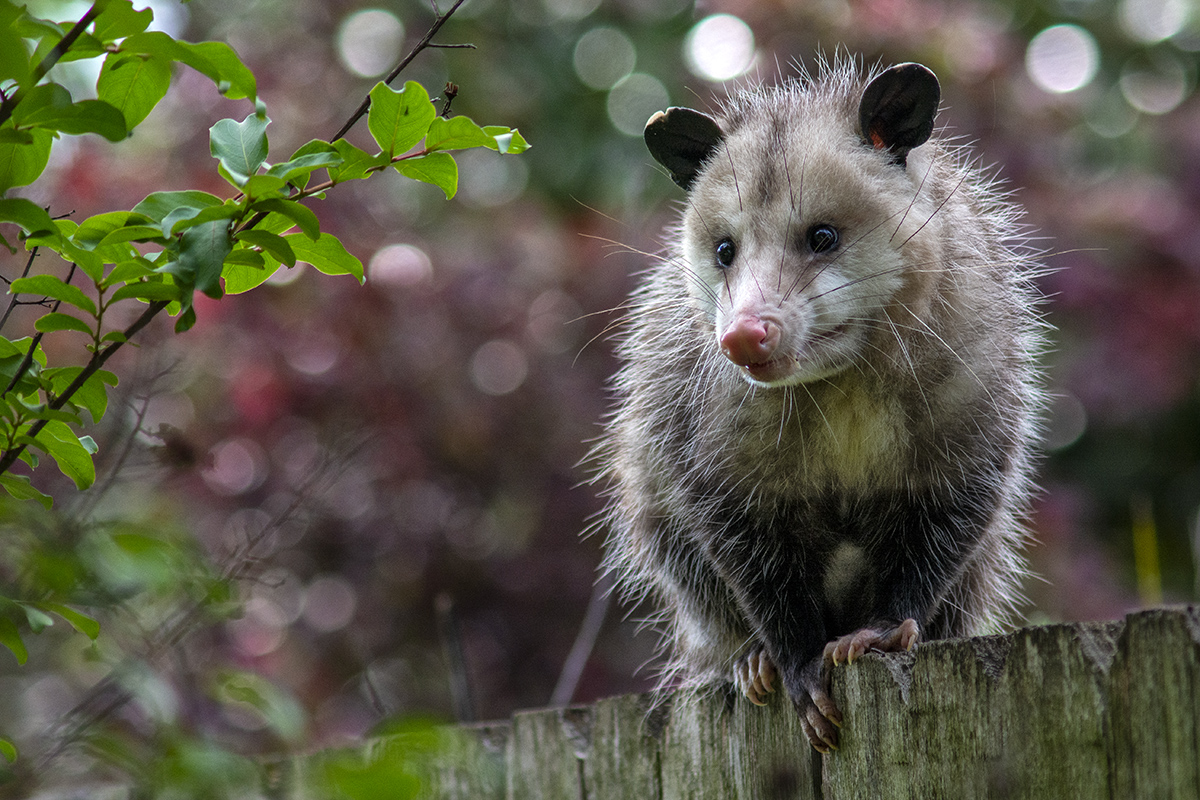 opossum on the fence