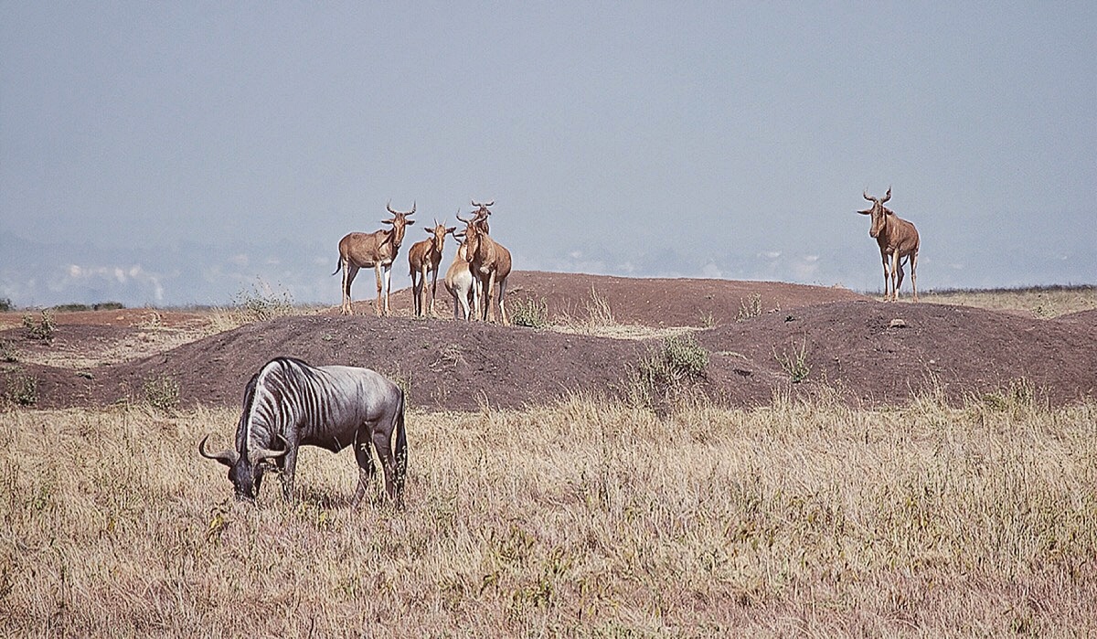 Social Distancing on the Savanna