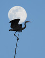 Heron Moon