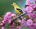 A Yellow Finch
