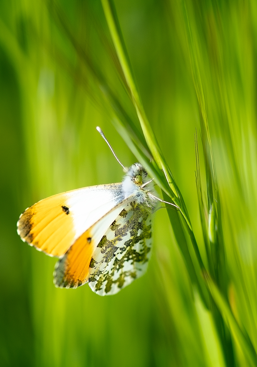 Orange Tip Butterfly