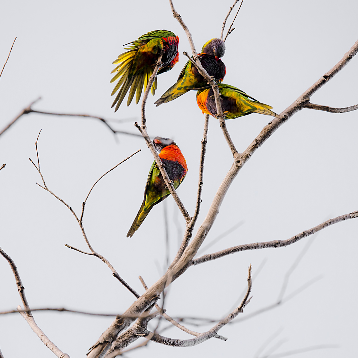 Morning Preening