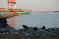 Breakwater cats at Halifax Harbor