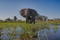 Elephant Encounter