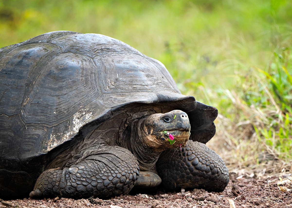 Galapagos - Ecuador