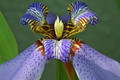 Flaming Iris