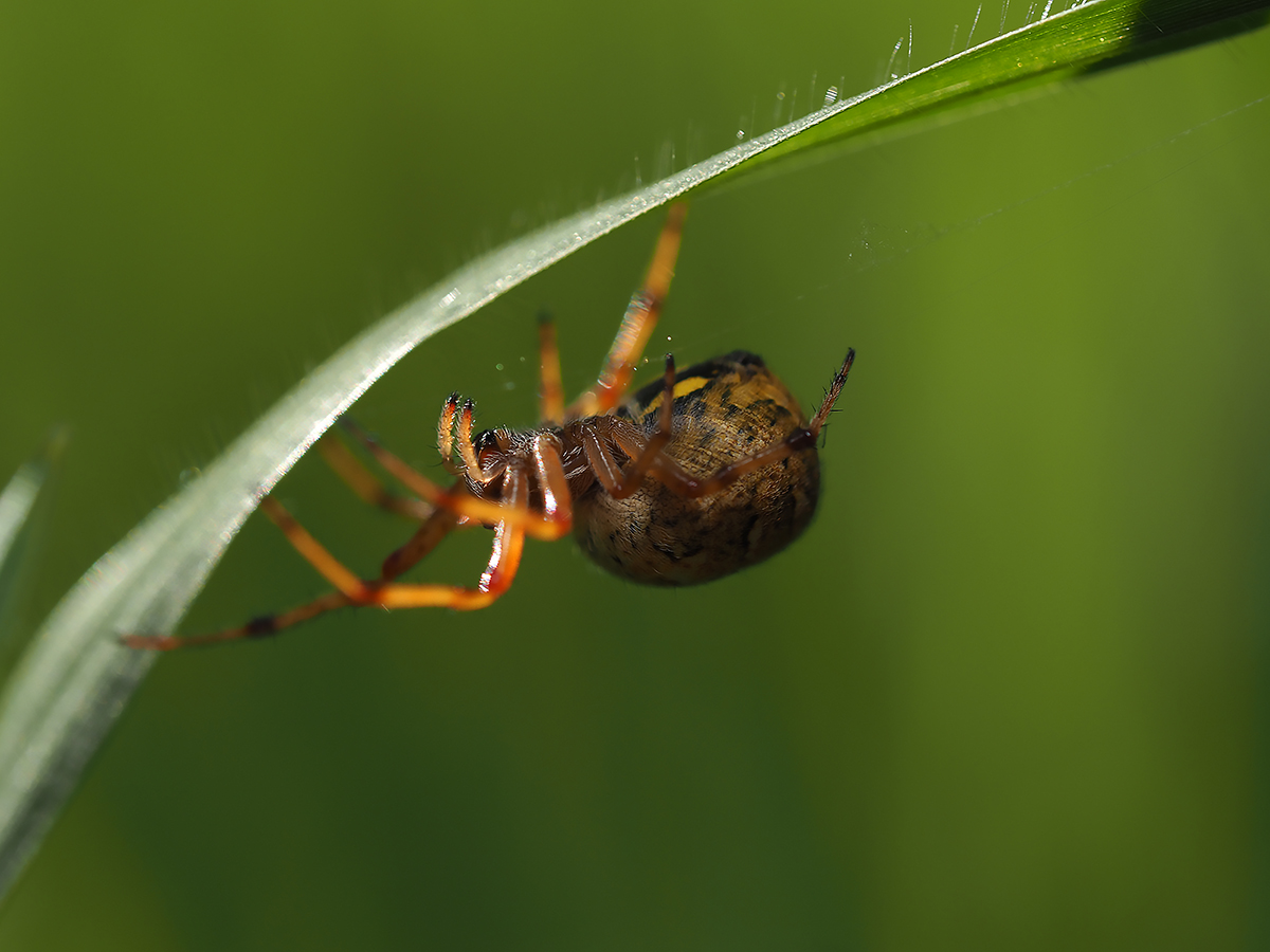 little spider in the grass .. he's so cute .. but moves real fast!!