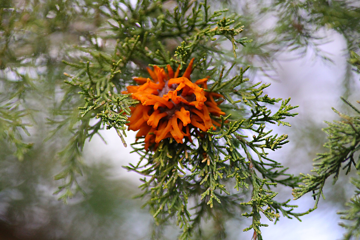 (cedar apple rust)