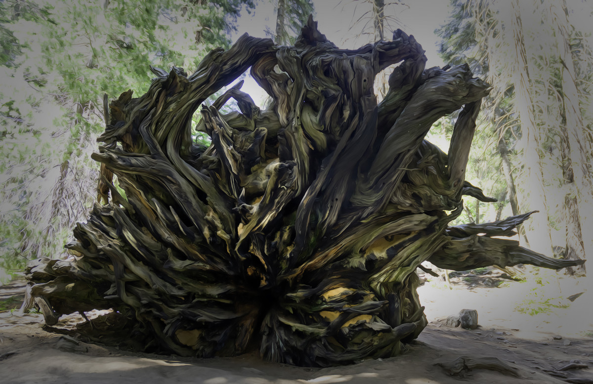 Giant Sequoia stump