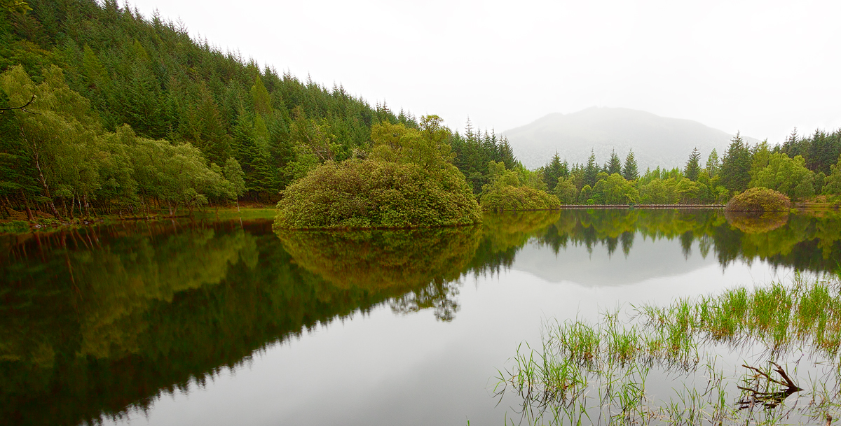 Trees and Lake