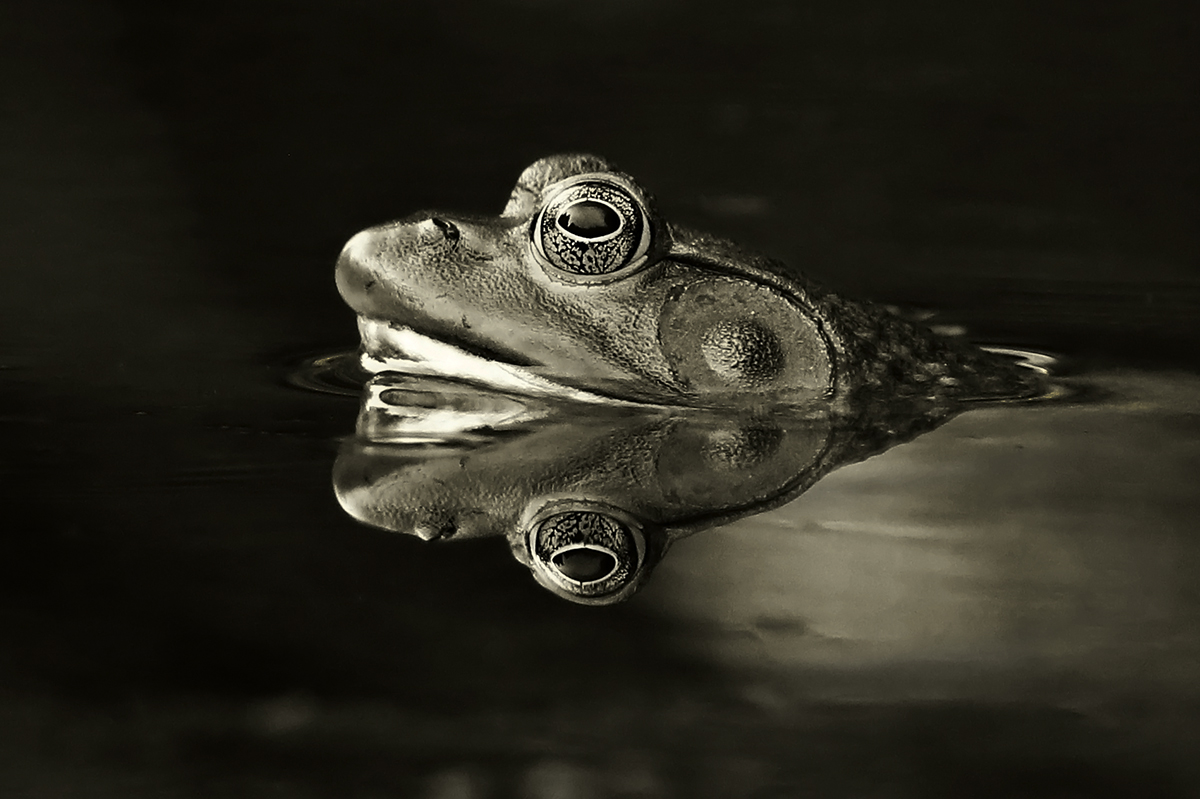 Bullfrog Reflection