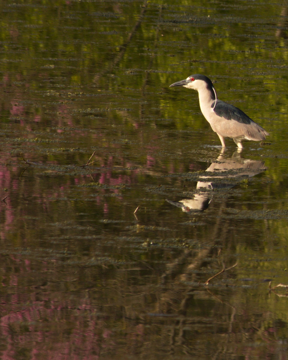 Black Crowned Night Heron