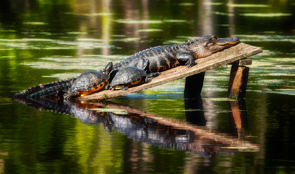 The Sunbathers