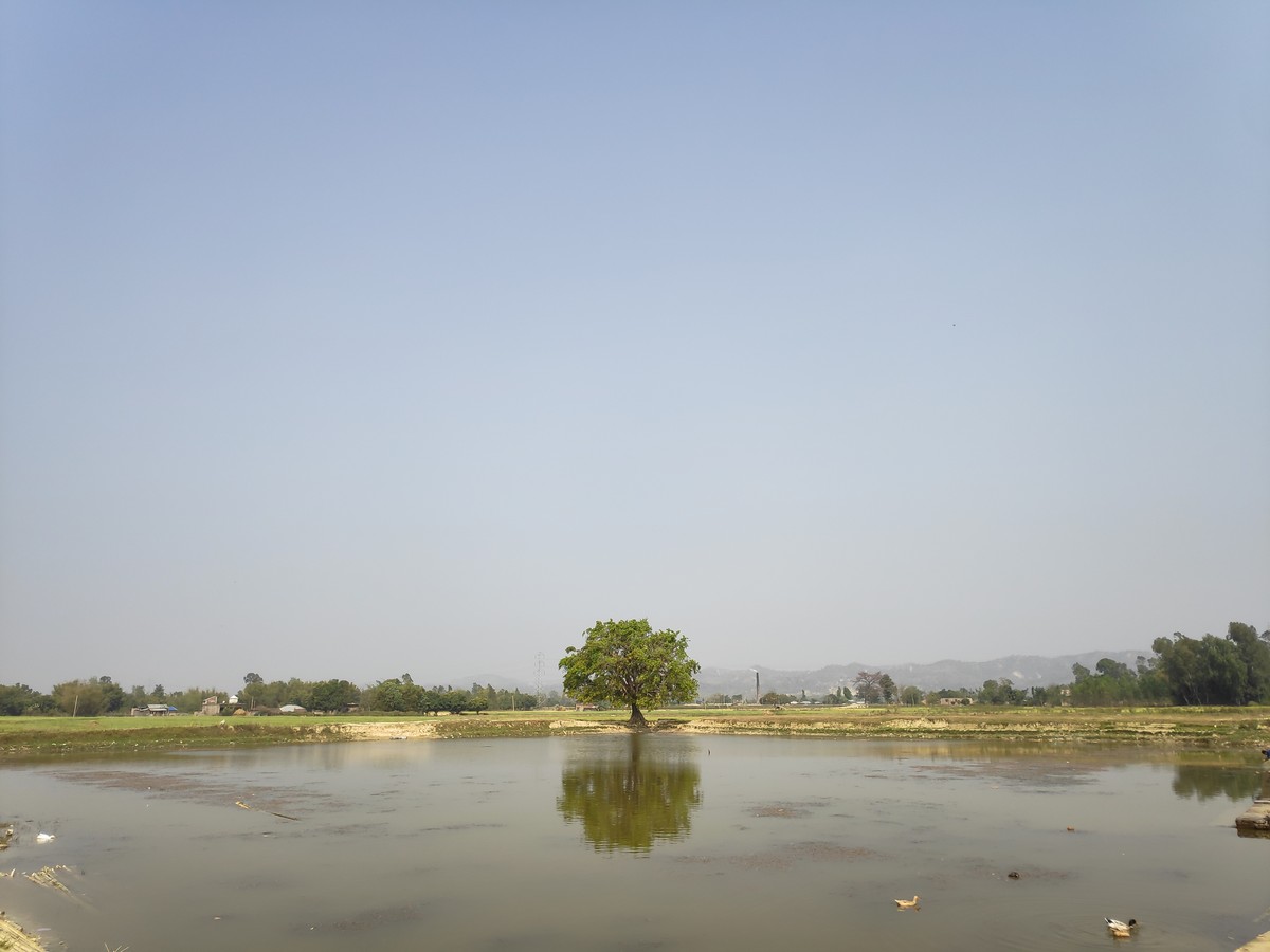 Reflection of a one tree ....