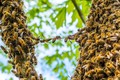 Spring Bee Swarm - Festooning in the Trees