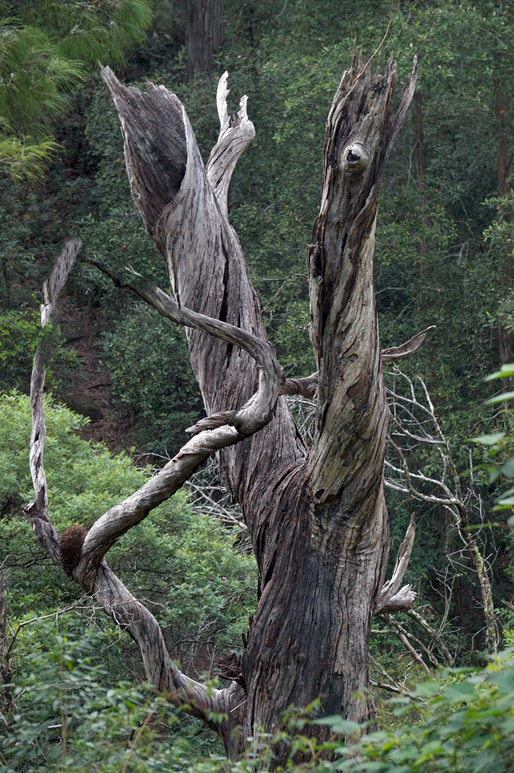 Grand Old Tree